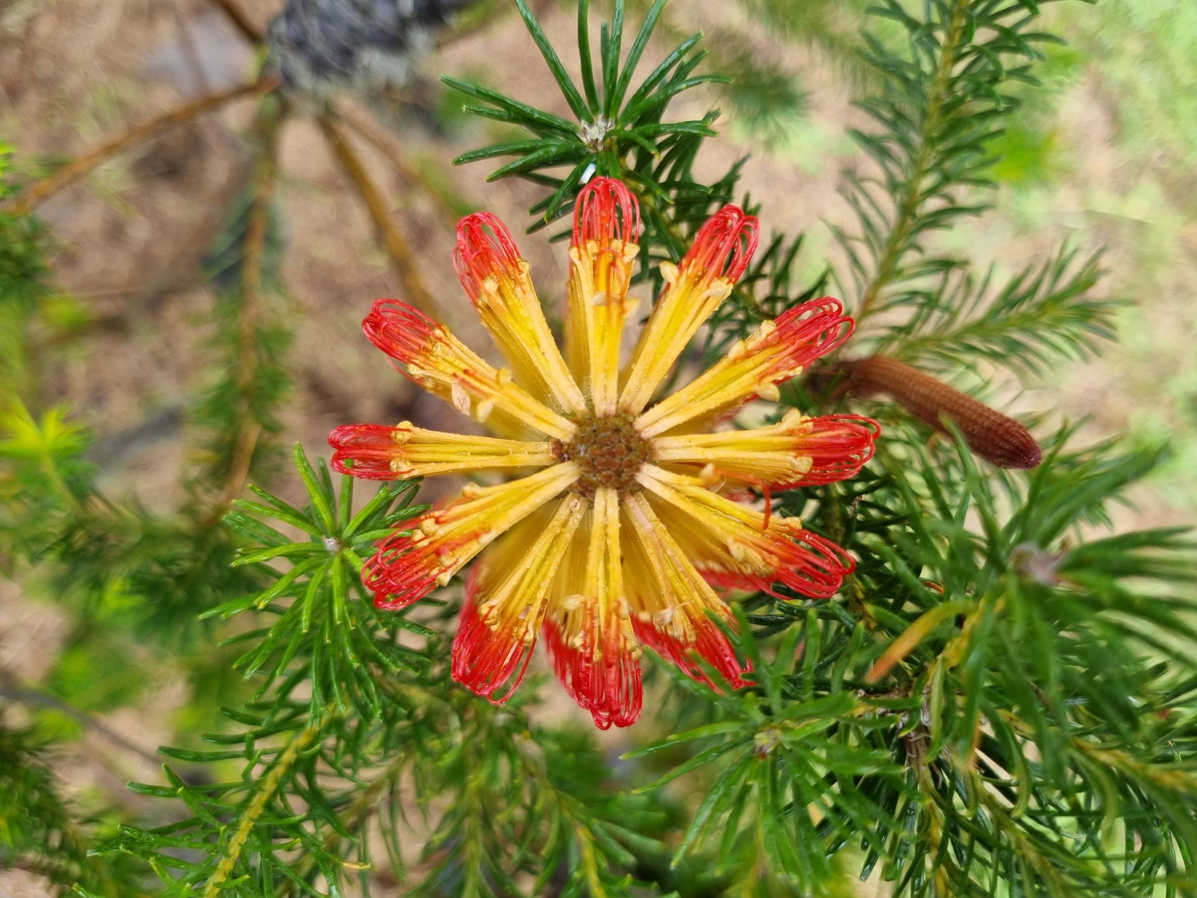 ericifolia